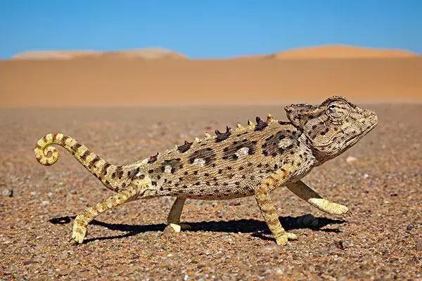 一半是沙漠一半是绿洲,一半沙漠一半海洋