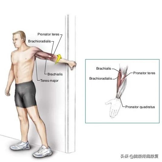 腕和手的多处屈肌和肌腱损伤,前臂神经卡压原因