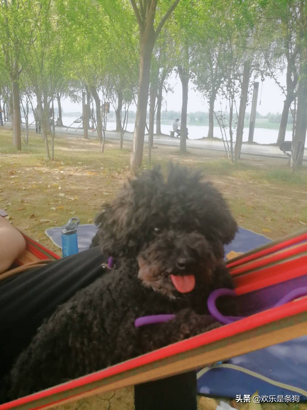 刚买的宠物狗要怎么养,刚抱养的狗狗注意事项