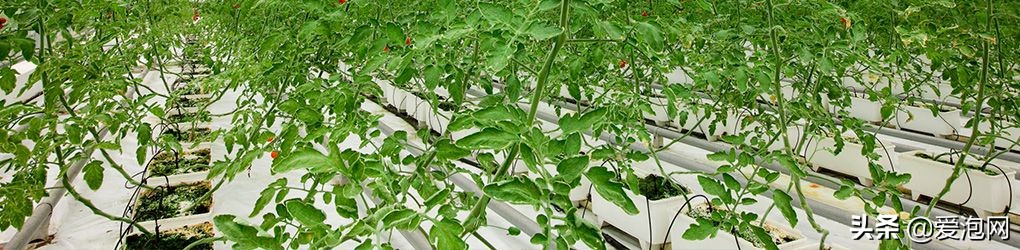 重庆巴南温泉景区,重庆贝迪温泉度假区