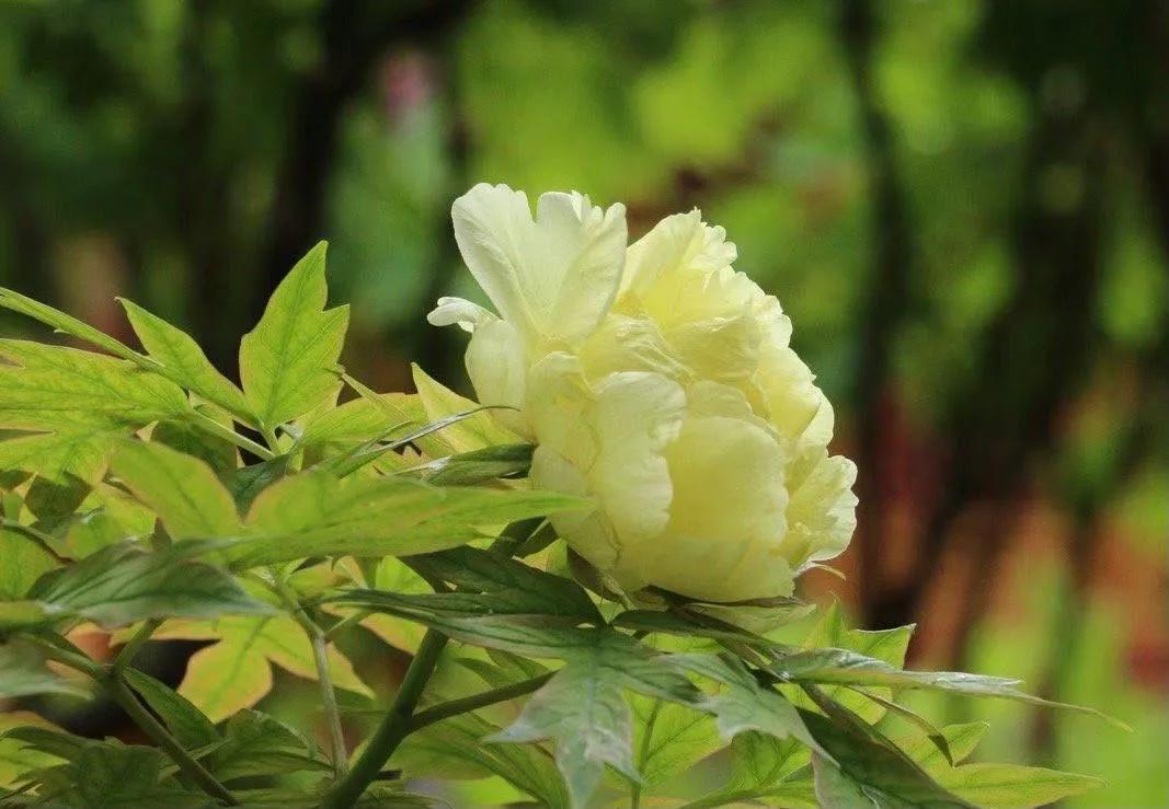 病中岁月，出家人的无依与无悔