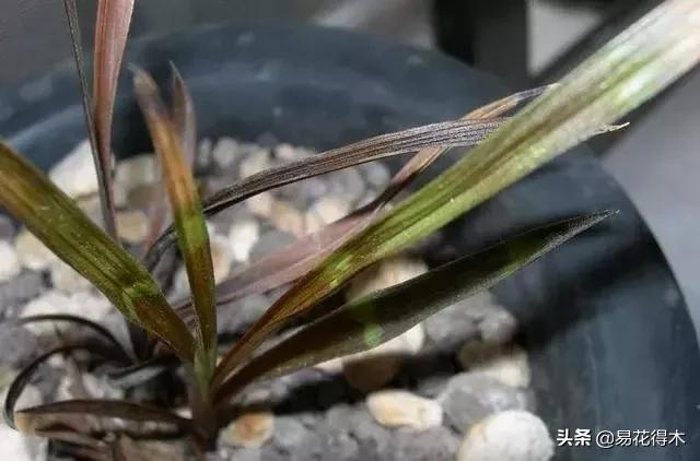 怎样预防兰花得软腐茎腐病,兰花如何预防软腐病和茎腐病