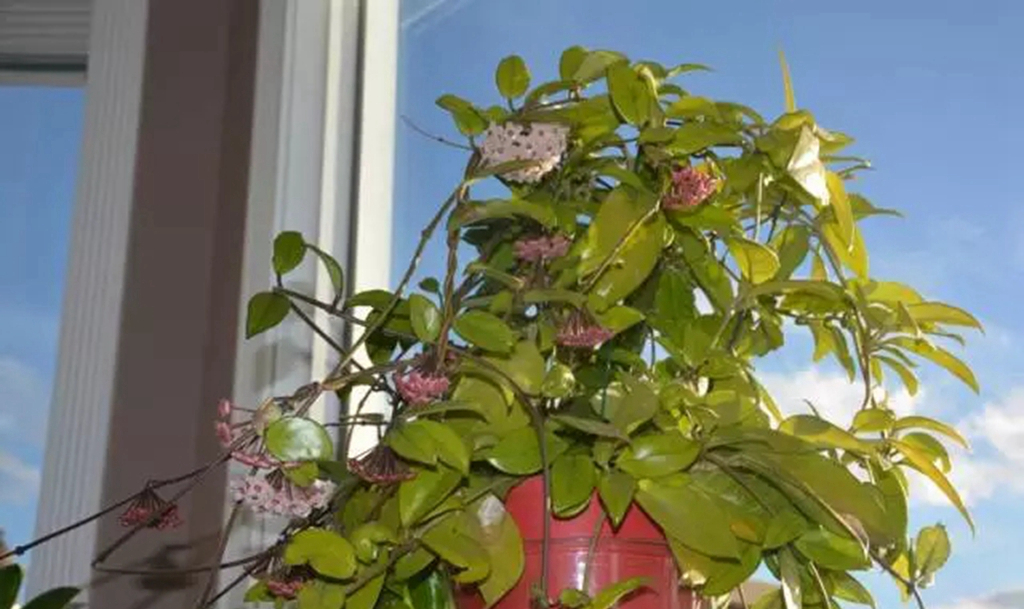 球兰怎么才能开花多,球兰用什么肥可以爆花