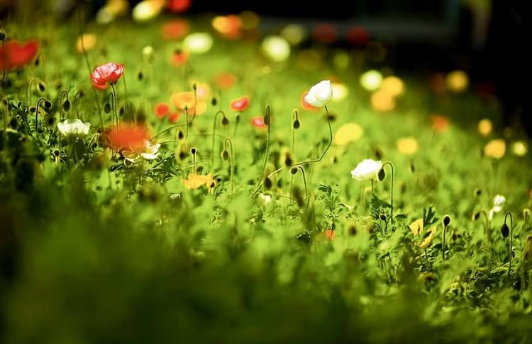 为什么发情又被称为“发春”？