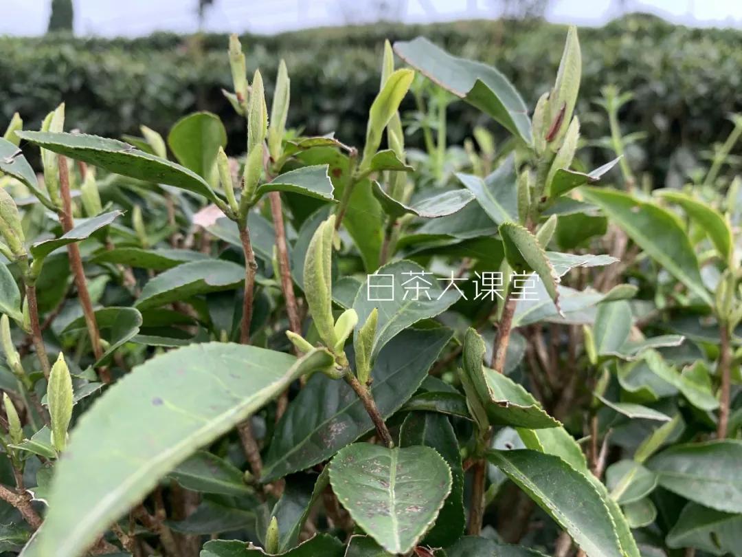 白茶是什么滋味,白茶讲的什么