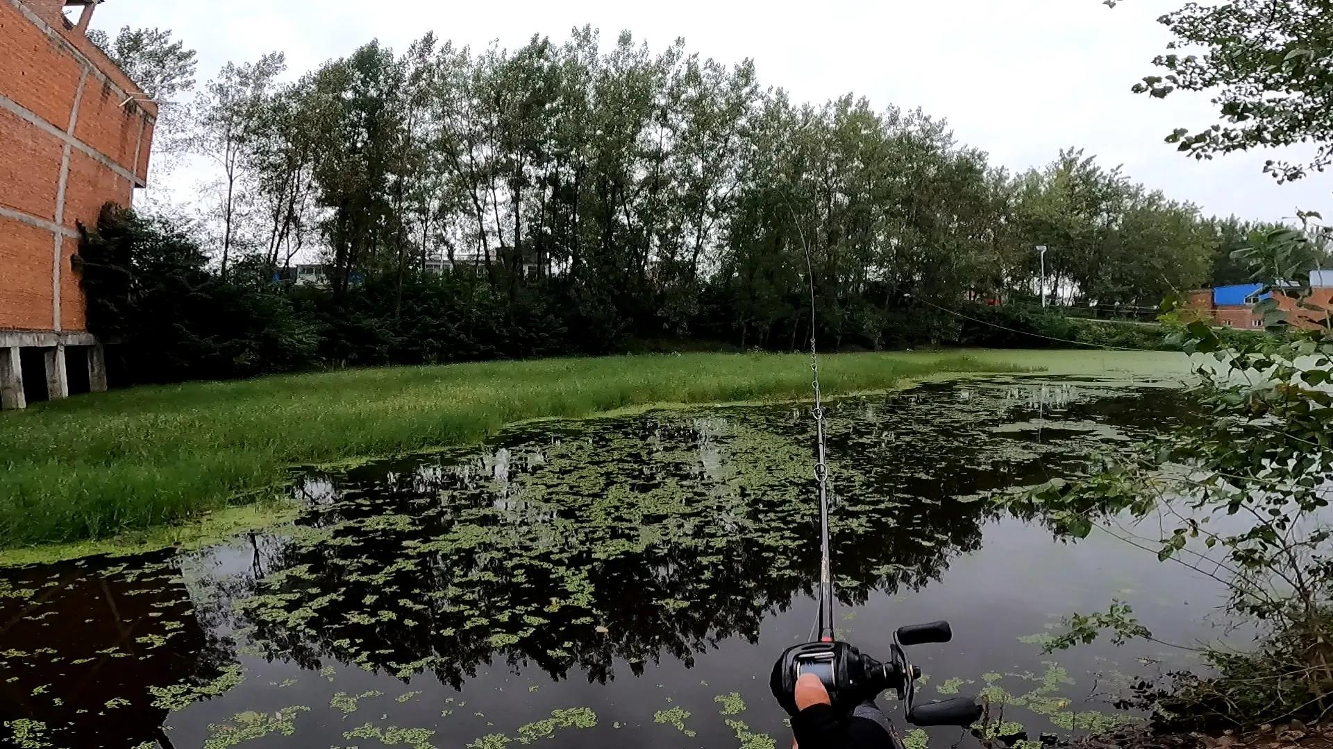 黑鱼雷强手法,雷强钓黑鱼绝密配方