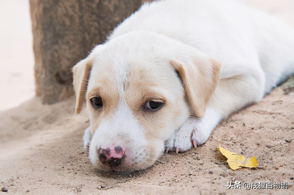 狗狗肾脏引起的贫血,狗狗贫血检查项目
