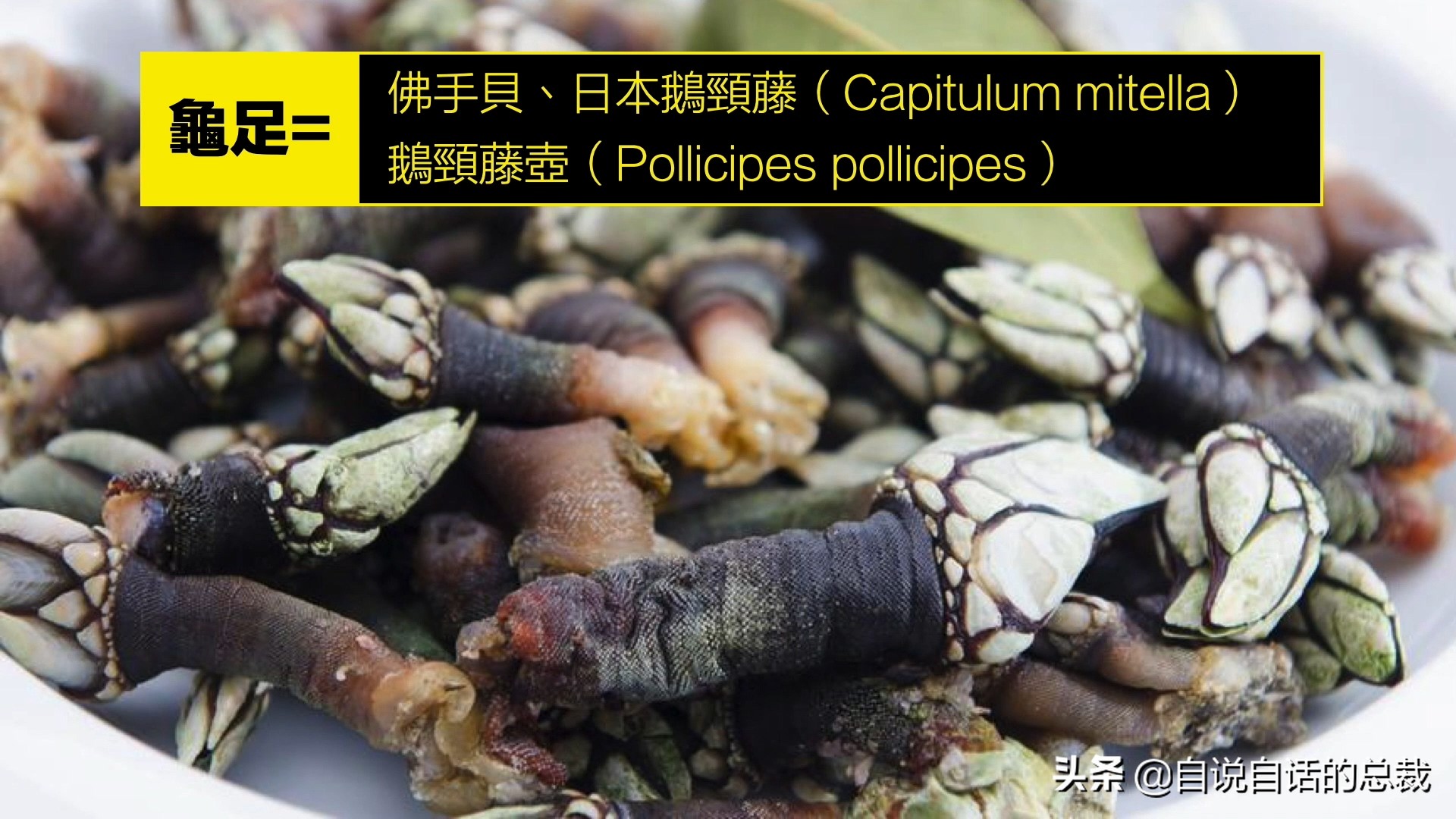 蚬蚌蛏的区别是什么,蚶子蛤蜊蚬子区别