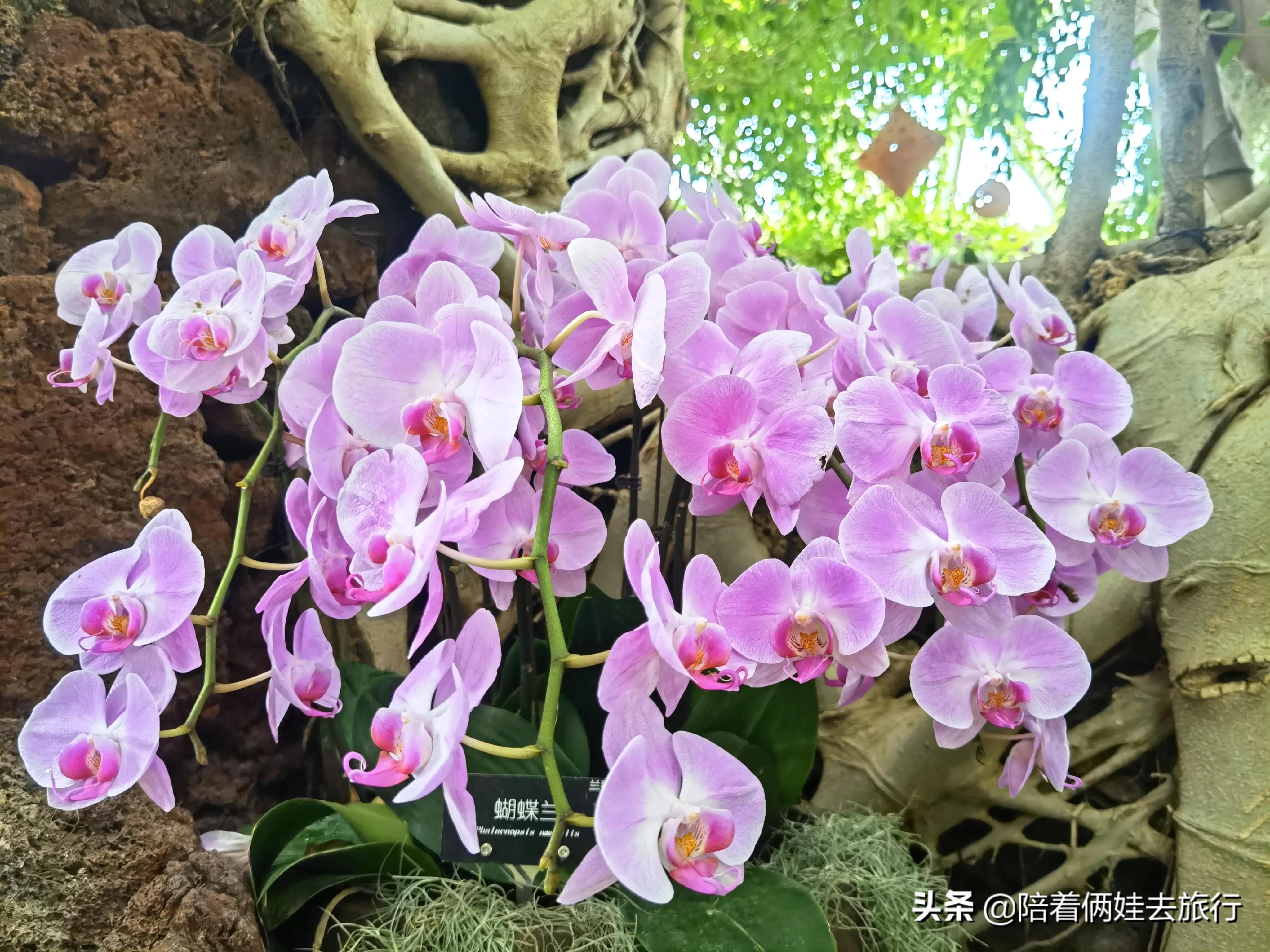 上海辰山植物园矿坑花园,辰山植物园矿坑花园修好了吗