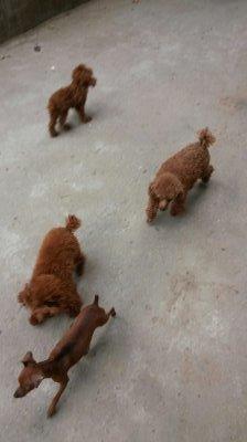 伸舌头的小鹿犬,爱洗澡的小鹿犬