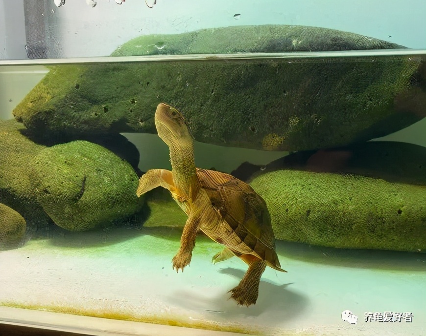 各种养龟小知识,最省钱的养龟方法