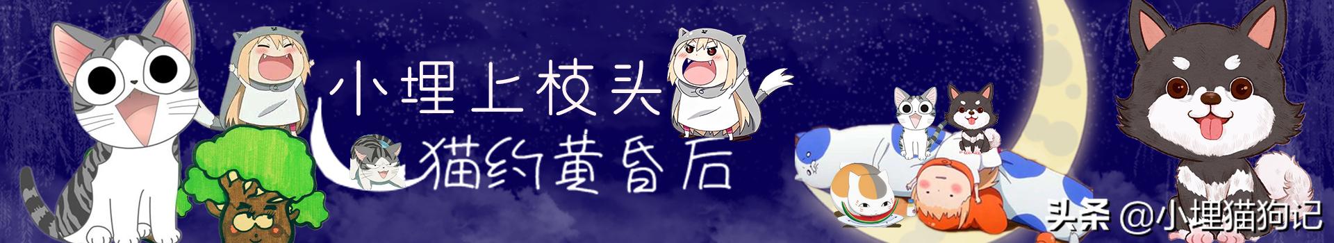 猫喝纯牛奶有危害吗,猫喝牛奶有危害吗