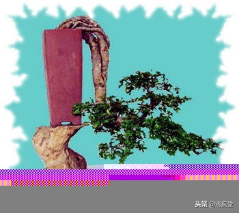 丛林式盆景欣赏,盆景欣赏及制作