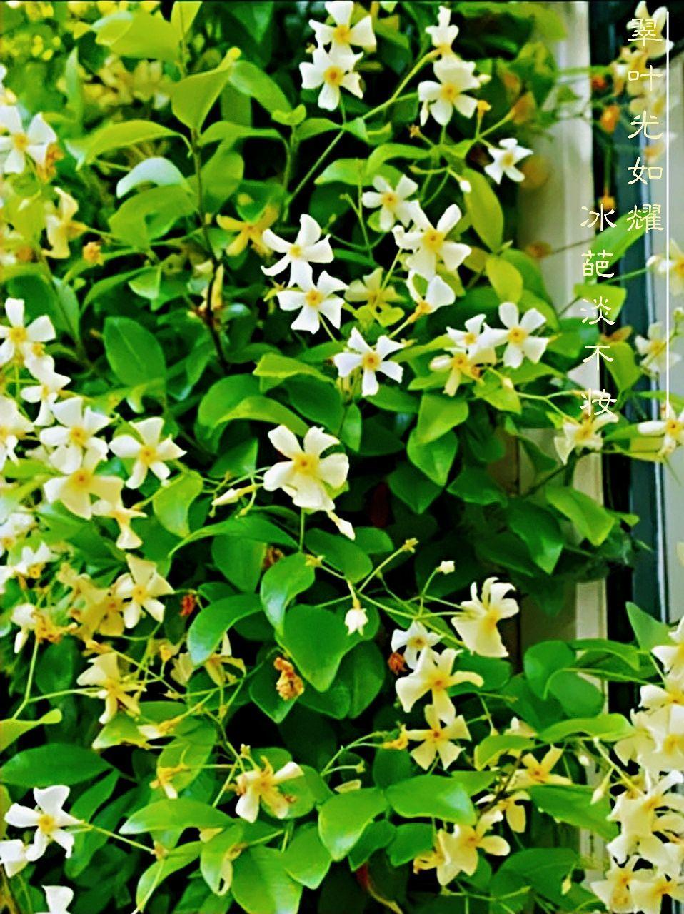 北面院子适合种什么爬藤开花植物,爬藤植物有哪些适合小庭院种植