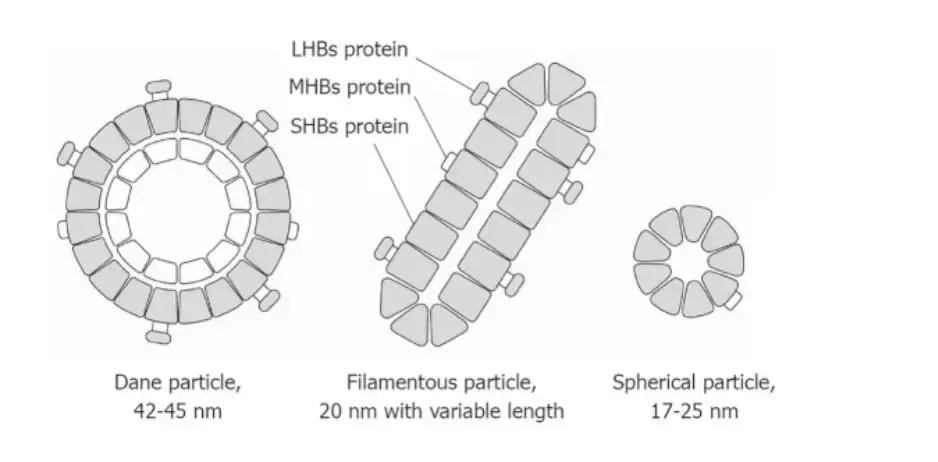 乙型肝炎病毒表面抗原hbsag定量高,乙肝病毒表面抗原定量hbsag