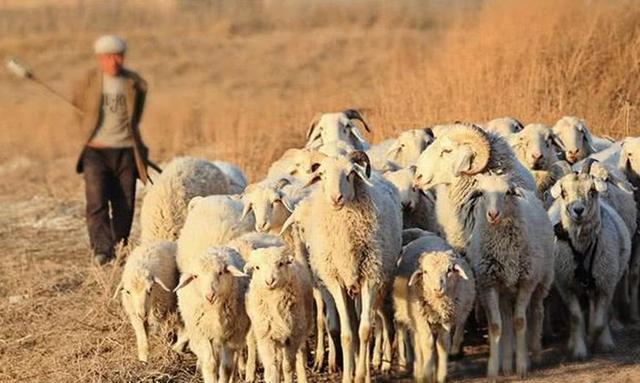 承包荒山养殖需要办理什么手续,为什么不建议承包荒山养殖