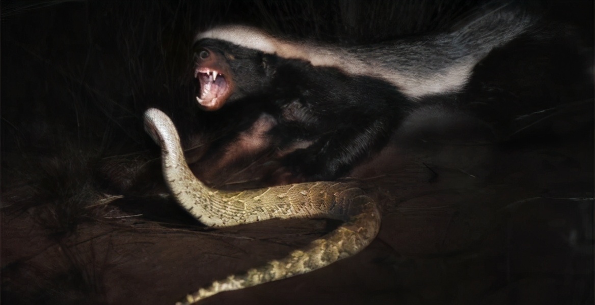 平头哥和蛇獴被蛇咬后的症状,平头哥被蛇咬了为什么不会死