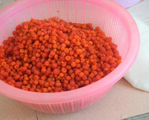 山上能吃的野草莓,80后吃过的野生果子野草莓