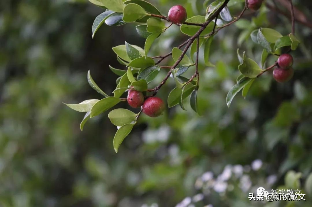 十年了没有做过一顿饭,十年没有做过一次饭