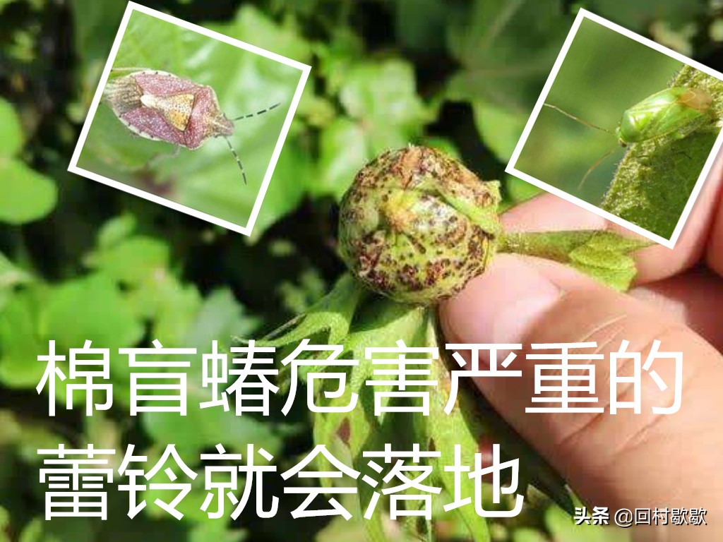 棉叶蝉虫害防治方法,棉花芒蝽象防治