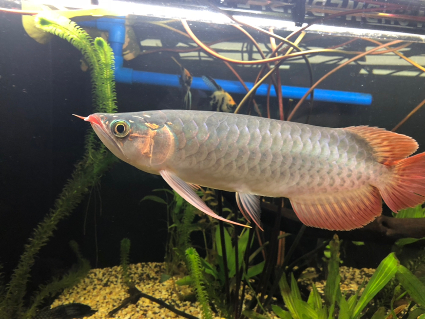 龙鱼须断了要剪掉吗,龙鱼断须不修剪可以恢复吗