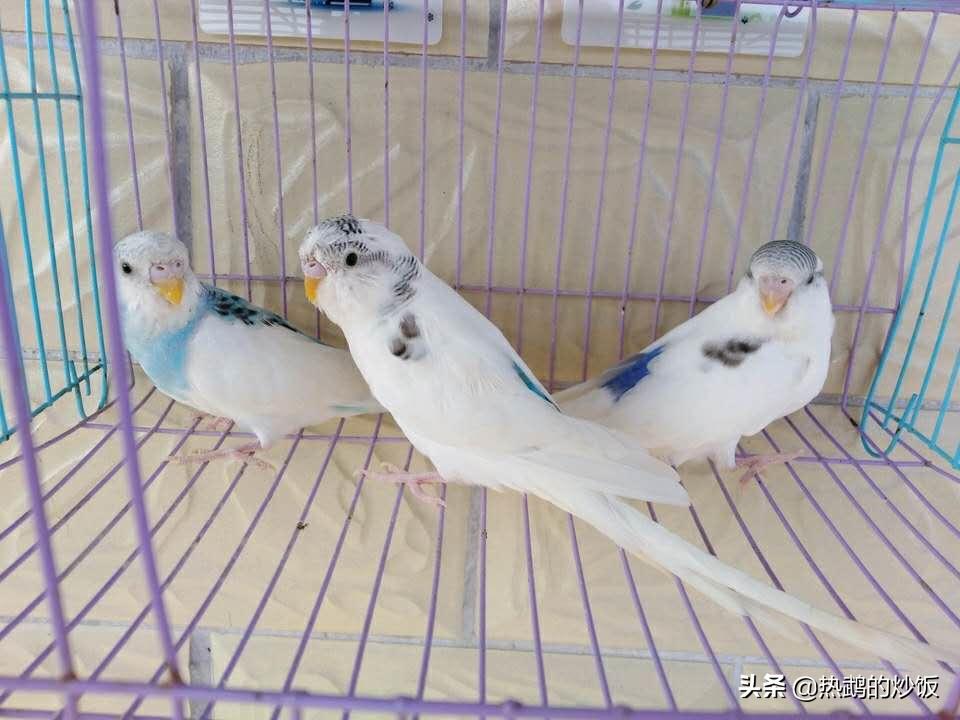 虎皮鹦鹉雏鸟喂养注意事项视频,手养鹦鹉要注意什么