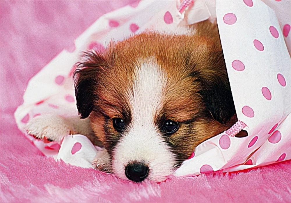 养宠日记：小狗月经来了呕吐是怎么回事？应该采取什么措施处理？