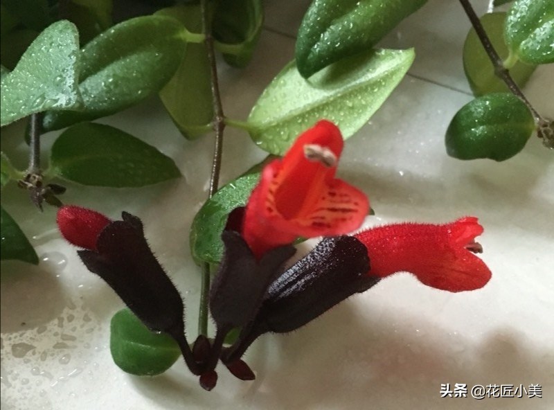 口红吊兰夏季哗哗掉叶子怎么办,口红吊兰叶子发黄掉落是怎么回事