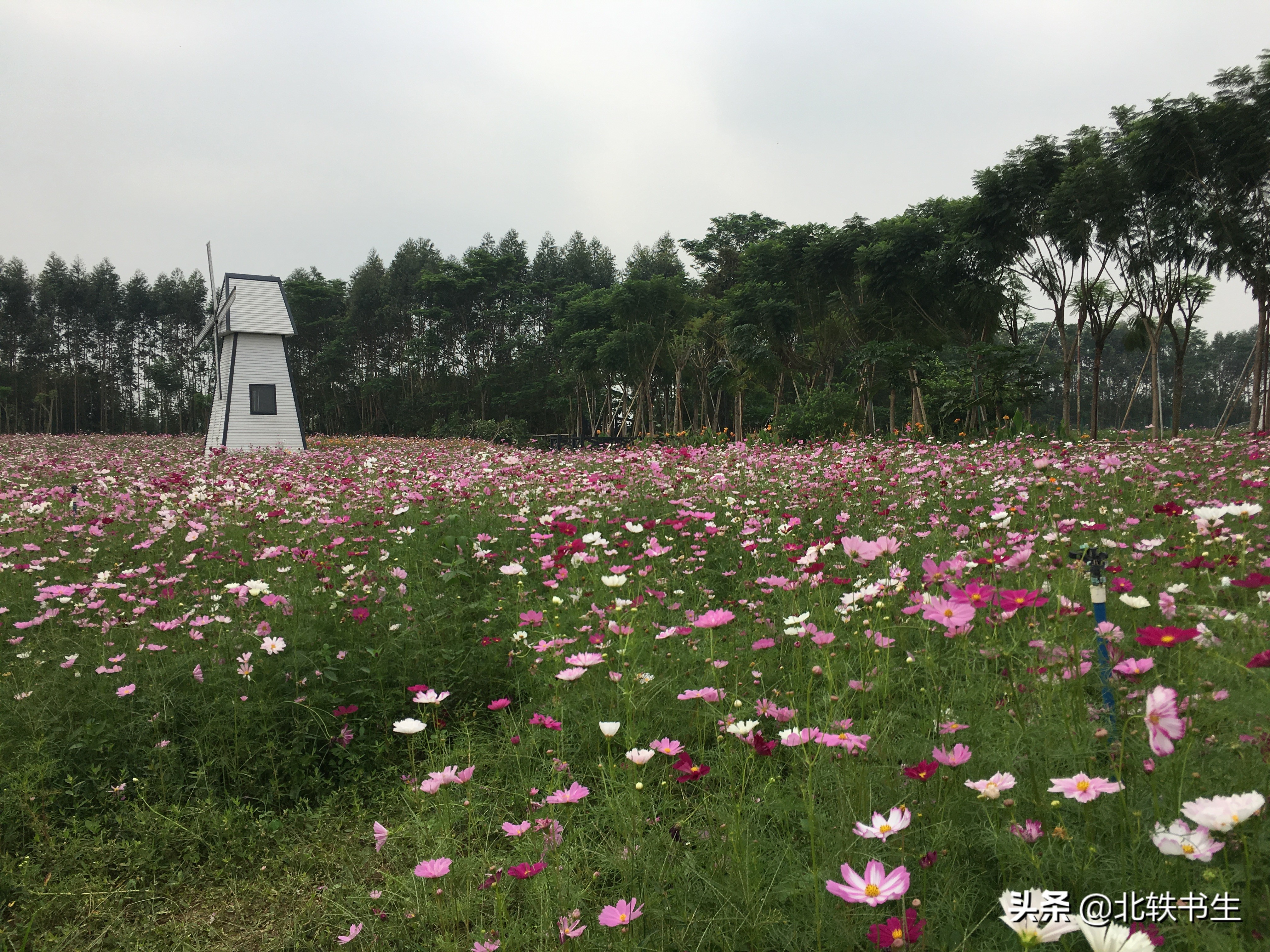 麻涌湿地去哪玩,麻涌华阳湖湿地4a景区