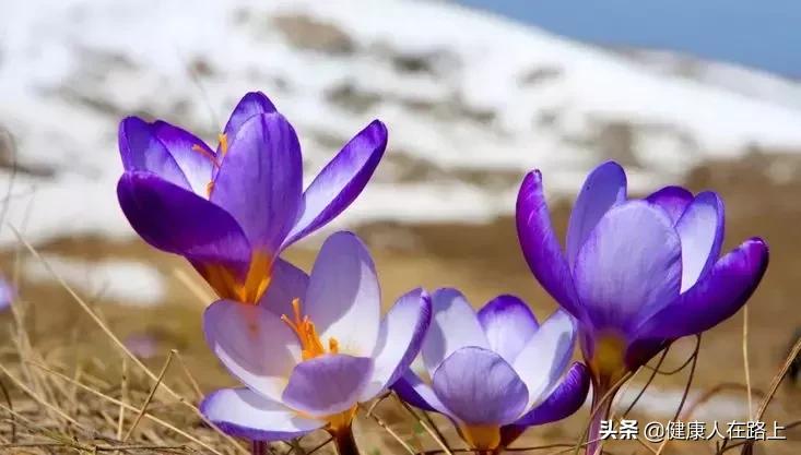 藏红花可以帮助降血压吗,藏红花对子宫的作用是什么