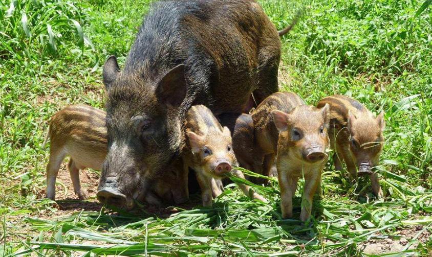 农民种地怎样防控野猪,野猪泛滥的措施有哪些方法