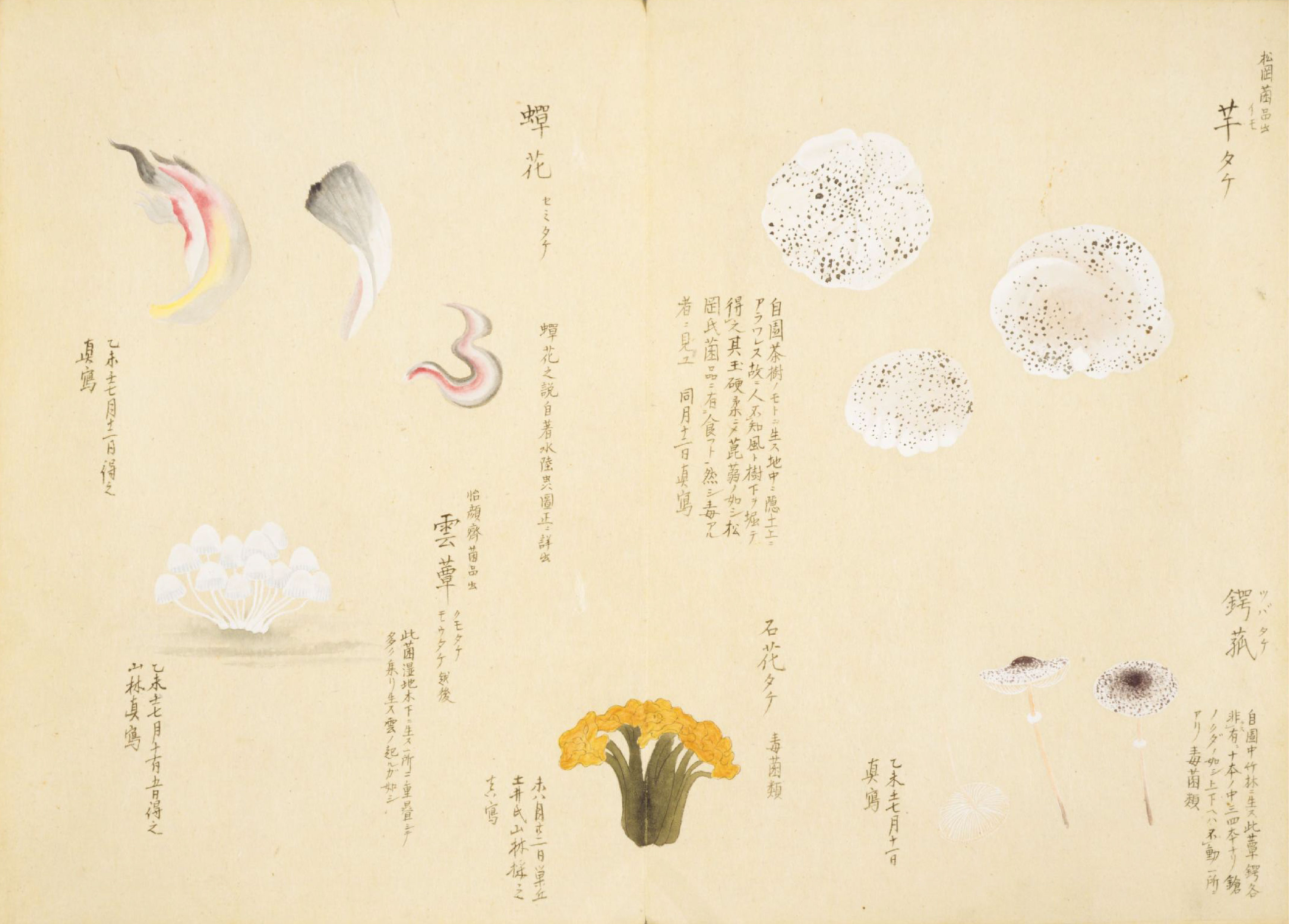 各种多彩菌图片大全,意式野菌图片大全