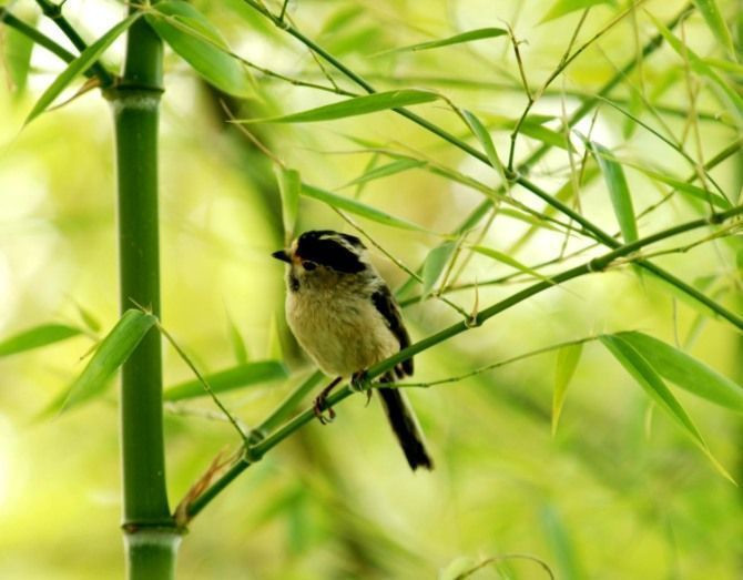 今日把盏聊“筷子”,中