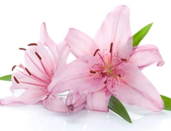 百合花长好高了烂根怎么处理,百合花烂根了茎杆怎么处理