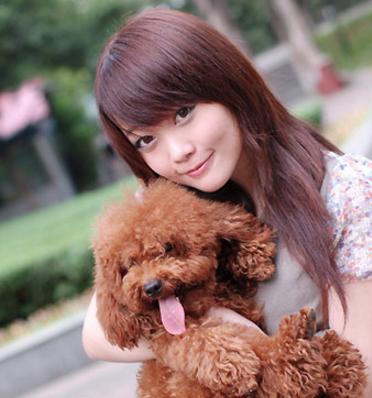 泰迪各种动作代表的意思,怎样训练泰迪做恭喜动作