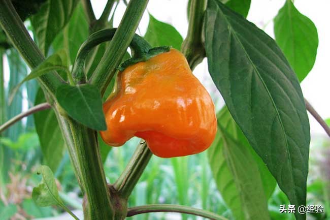 世界上最辣的辣椒排行榜前10名,世界上最辣的巧克力在哪里买