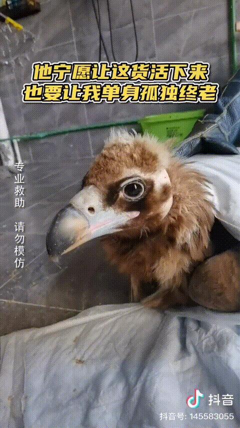 谁在保护金丝猴,谁在保护北极熊