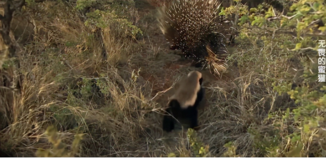 蜜獾两小时后继续享用毒蛇,蜜獾凶猛攻击人类