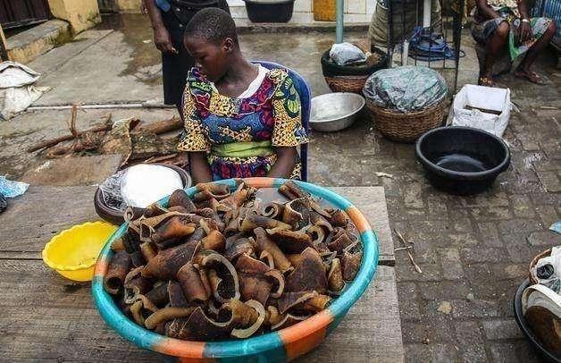 非洲蜗牛足有2斤重，入侵我国多年，云南河口被迫更换蔬菜品类