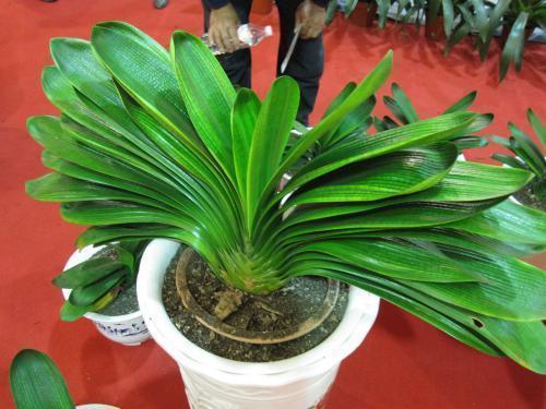 君子兰一浇水叶子就枯,君子兰一开花就蔫了咋办