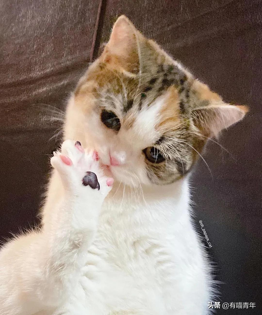 漂亮的三花猫欣赏,最迷人的三花猫