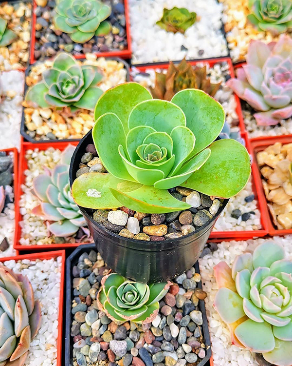 养多肉小球玫瑰的高盆,多肉可爱玫瑰夏季如何养