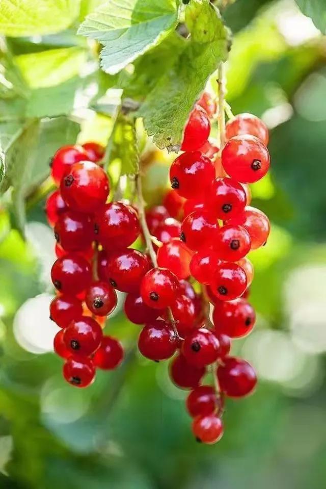 三桥红运串串,串串鸿运