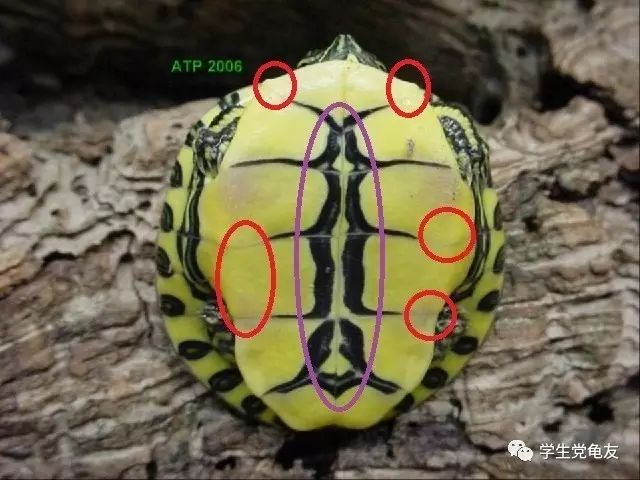 真假李逵——我们买到的“大河甜甜圈”是何许龟也？