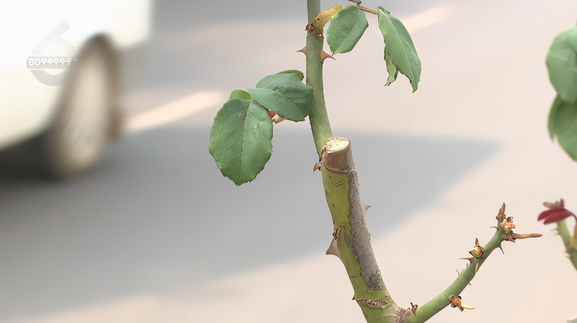 绿化带的月季花被偷,绿化带里的花被人偷了