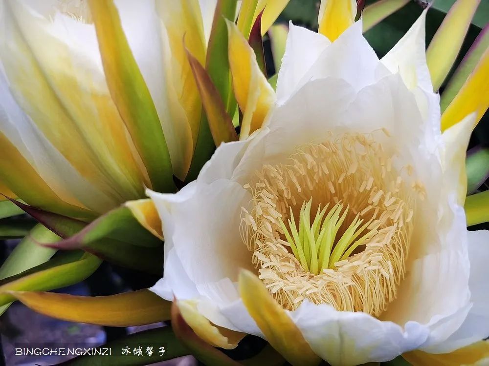 做把“村姑”,走进海南灯火灿烂的火龙果园