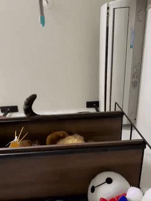 白猫头上一撮黑毛而且很凶,当猫戴上了金箍