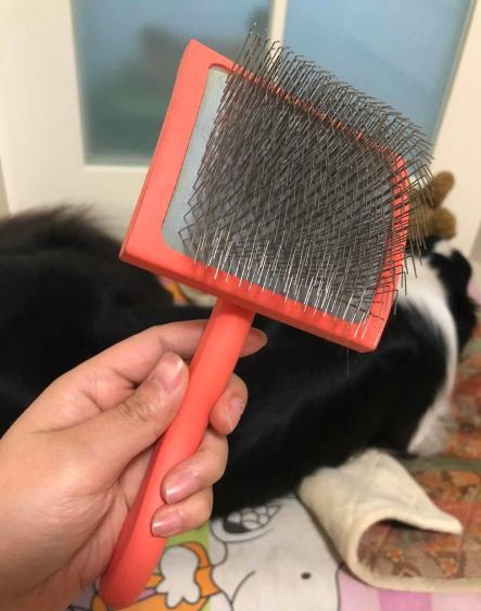 夏季狗狗掉毛严重是什么原因,柴犬夏天掉毛严重正常吗