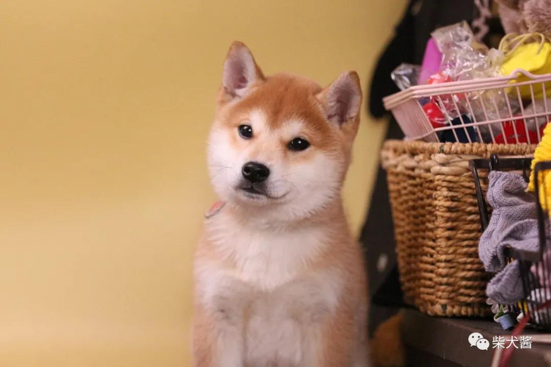 第一次养柴犬,柴犬生理期注意事项