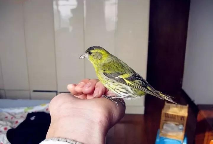 训鸟视频大全,训鸟入门基础知识